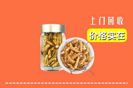 旺苍县回收散虫草