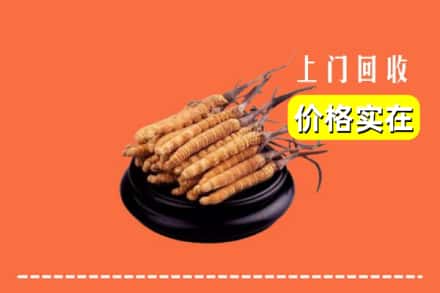 旺苍县回收冬虫夏草
